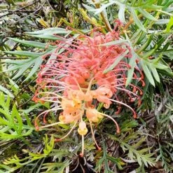 Grevillea Strawberry Sundae -Bloom Field Shop grevillea strawberry sundae 1