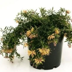 Grevillea Sunkissed 10 Grevillea Sunkissed -Bloom Field Shop grevillea sunkissed 500