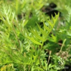 Grevillea Superb 15 Grevillea Superb -Bloom Field Shop grevillea superb leaf