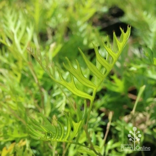 Grevillea Superb 8 Grevillea Superb - Image 6