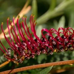 Bloom Field Shop -Bloom Field Shop grevillea for bedspread 1 1