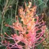Grevillea Superb 1 Grevillea Superb -Bloom Field Shop grevillea superb flower sml mature
