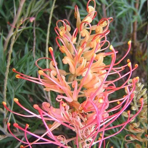 Grevillea Superb 3 Grevillea Superb