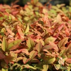 Nandina Gulf Stream 17 Nandina Gulf Stream -Bloom Field Shop gulf stream colour