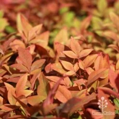 Nandina Gulf Stream 21 Nandina Gulf Stream -Bloom Field Shop gulf stream foliage