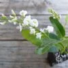 Hardenbergia Snow White - White Coral Pea -Bloom Field Shop hardenbergia snow white flower
