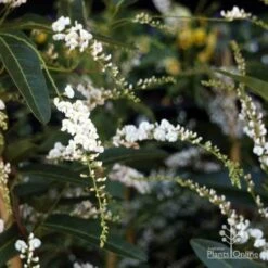 Hardenbergia Snow White - White Coral Pea -Bloom Field Shop hardenbergia white nambour