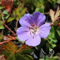 Geranium Rozanne -Bloom Field Shop hardy geranium rozanne