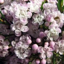 Chamelaucium Dancing Queen - Waxflower 14 Chamelaucium Dancing Queen - Waxflower -Bloom Field Shop helix dancing queen