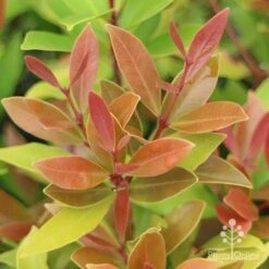 Acmena Hemilampra - Blush Satinash -Bloom Field Shop hemilampra leaf colour