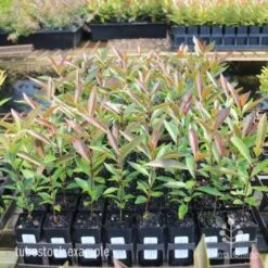 Acmena Hemilampra - Blush Satinash -Bloom Field Shop hemilampra tubestocks