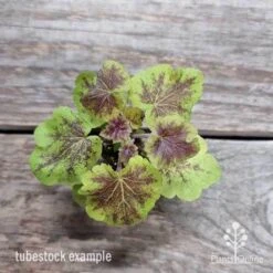 Heucherella Solar Eclipse - Foamy Bells 24 Heucherella Solar Eclipse - Foamy Bells -Bloom Field Shop heuchera solar eclipse 1
