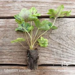 Heucherella Tapestry - Foamy Bells -Bloom Field Shop heucherella tapestry 2 edited 1