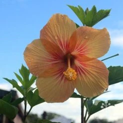 Hibiscus Popsicle -Bloom Field Shop hibiscus popsicle backlit