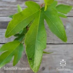 Hibiscus Popsicle -Bloom Field Shop hibiscus popsicle leaf 1