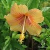 Hibiscus Popsicle -Bloom Field Shop hibiscus popsicle stamens