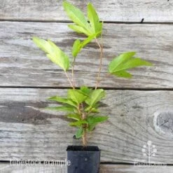 Hibiscus Popsicle -Bloom Field Shop hibiscus popsicle tube 500 1