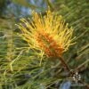 Grevillea Honey Gem -Bloom Field Shop honey gem grevillea nursery