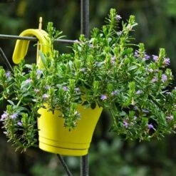 Scaevola Purple Fanfare - Fan Flower -Bloom Field Shop hook planter scaevola