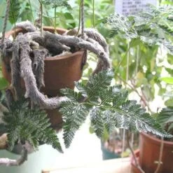 Humata - Rabbit's Foot Fern -Bloom Field Shop humata tyermanni flickr nhq 500