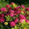 Hydrangea Alpengluhen -Bloom Field Shop hydrangea alpengluhen bush