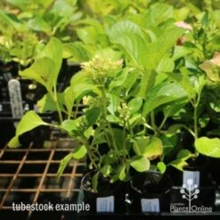 Hydrangea White -Bloom Field Shop hydrangea amethyst tube 6