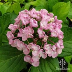 Hydrangea Ayesha 14 Hydrangea Ayesha -Bloom Field Shop hydrangea ayesha flower