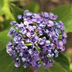 Hydrangea Ayesha 18 Hydrangea Ayesha -Bloom Field Shop hydrangea ayesha lilac 1