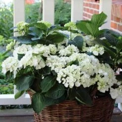 Hydrangea White -Bloom Field Shop hydrangea basket 1 1
