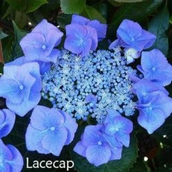 Hydrangea Assorted -Bloom Field Shop hydrangea lacecap 1