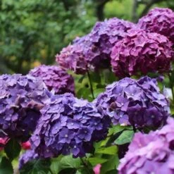 Hydrangea President R Touchard