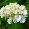 Hydrangea White -Bloom Field Shop hydrangea white buds 3