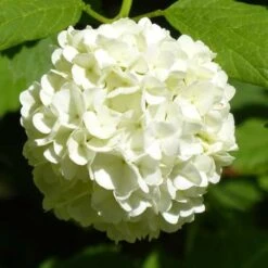Hydrangea White -Bloom Field Shop hydrangea white 1
