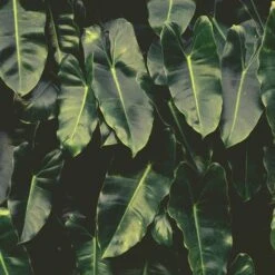 Philodendron Imbe 16 Philodendron Imbe -Bloom Field Shop imbe wall