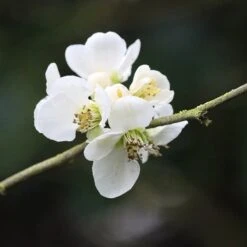 Chaenomeles Nivalis - Japanese Quince -Bloom Field Shop japan quince