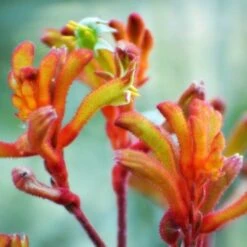 Australian Wildflower Kangaroo Paw - Seed -Bloom Field Shop kangaroo paw sunset