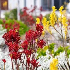 Australian Wildflower Kangaroo Paw - Seed -Bloom Field Shop kangaroo paws red yellow
