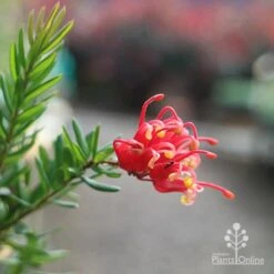 New Arrival 1 Grevillea Knockout