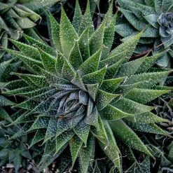 Aloe Aristata - Lace Aloe - Succulent -Bloom Field Shop lace aloe cluster