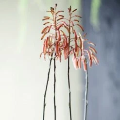 Aloe Aristata - Lace Aloe - Succulent -Bloom Field Shop lace aloe flowers floradania