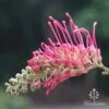 Grevillea Lana Maree 2 Grevillea Lana Maree -Bloom Field Shop lana maree flower side 1