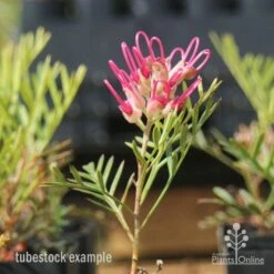 Grevillea Lana Maree -Bloom Field Shop lana maree img 5947