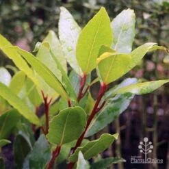 Laurus Nobilis - Bay Tree -Bloom Field Shop laurus bay tree red stem