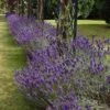 Lavender English Munstead - Seed -Bloom Field Shop lavender border english