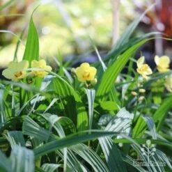 Spathoglottis Lemon Kiss - Native Orchid 12 Spathoglottis Lemon Kiss - Native Orchid -Bloom Field Shop lemon kiss orchid plants