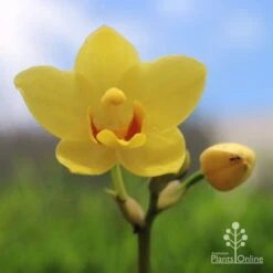 Spathoglottis Lemon Kiss - Native Orchid 13 Spathoglottis Lemon Kiss - Native Orchid -Bloom Field Shop lemon kiss yellow orchid