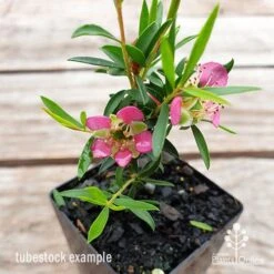 Leptospermum Tickled Pink -Bloom Field Shop leptospermum tickled pink flower