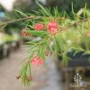 Grevillea Liliane -Bloom Field Shop liliane weeping habit