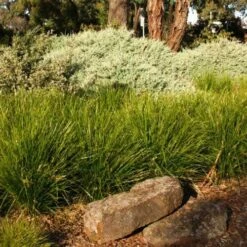 Lomandra Lime Tuff 14 Lomandra Lime Tuff -Bloom Field Shop lime tuff border 1