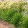 Lomandra Lime Tuff -Bloom Field Shop lime tuff on fence 1